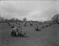 Arbustes de houx 1955