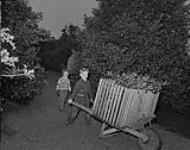 Dale Miller et sa soeur Lynne poussant une caisse de houx 1955