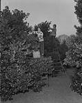 Nancy Idiens and W. Miller cutting holly boughs 1955