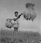 Un garçon portant des gerbes de riz 1957
