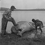 Père William Audette et un hippopotame qu'il vient de chasser 1957