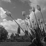Tulip festival 1958