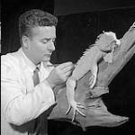 Aria Gatti travaillant à un iguane en latex 1958