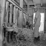 M. K. Suzuki au travail dans une grange à bétail 1958