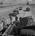 Une récolte de betteraves 1958