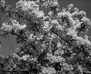The Blossom Festival 1959