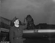 Section Leader in the first Canadian fighter squadron formed in England F/L Jack E. Sheppard is shown with his Spitfire and "Dinghy" the Squadron mascot. F/L Sheppard has been overseas since August 1941, has destroyed in combat three FW-109's 3 April 1944.