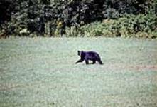 Ours noir promenade = Black bear walking ca. 1970-1985.