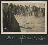 "Moose in Drowned Timber" n.d.