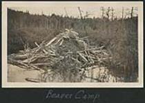 "Beaver Camp" n.d.