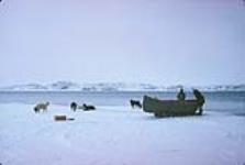 Seal hunting 1961
