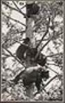 [Quatre oursons dans un arbre, Territoires du Nord-Ouest] 1933.
