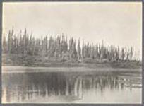 [View of cabins along the shore of Porcupine River]. Original title: Spruce forest and Indian cabins Porcupine River [between 1889-1942]