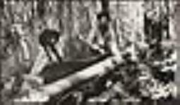 [Two Anishinaabe men peeling birchbark off a fallen tree at Long Lake #58 First Nation] October 1916