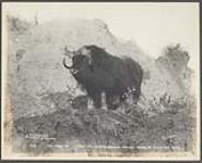 The musk ox (from the barren grounds 1200 miles north of Edmonton) 1902
