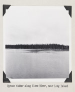 Spruce timber along Slave River, near Long Island 1930-1961