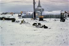 [Dogs beside a church at Utqiagvik (formerly Barrow), Alaska] 1953-1969