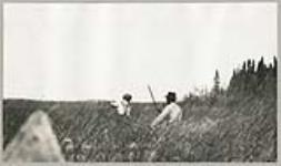 [Anishinaabe man and boy in canoe harvesting manoomin (wild rice)] 1919