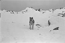 [Sled dog outside in Cape Dorset (Kinngait)] December 1980