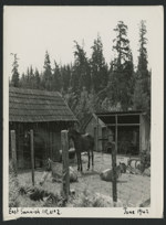 [Cattle and horses at East Saanich Indian Reserve No. 2 (Tsawout First Nation)] June 1942