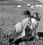 Josie, an Inuit woman, chewing seal skin to soften it into condition for the making of boots. Her infant is in the hood of her amauti (parka), Cape Dorset (Kinngait), Nunavut July 1951.