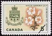 White garden lily = Lis blanc de jardin 1964