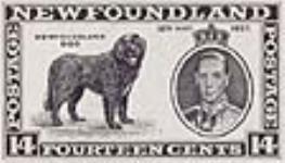 Newfoundland dog, [King George VI], 12th May 1937 [philatelic record] 12 May, 1937