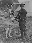 Pet goat of the 5th Battalion (?) 1914-1919