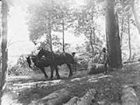 Canadian Forestry Corps in England: Hauling a log to the skidway 1914-1919