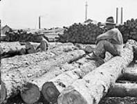 Canadian Forestry Corps in England: A skidway of logs 1914-1919