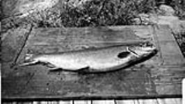 Male salmon n.d.