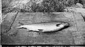 Female Salmon n.d.