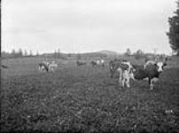 Cows in field 1912.