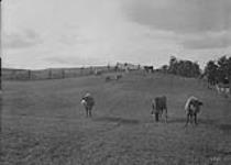 Cows in field at L.N. Johnson's farm 1912.