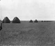 Double row of wheat stacks n.d.