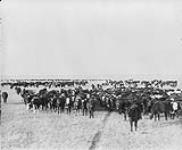 Cattle Ranching n.d.