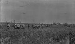 Pack train, Peace River country, Alta. 1917