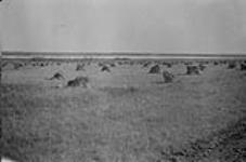 Wheat Fields, Grande Prairie, Alta. 1919 1919