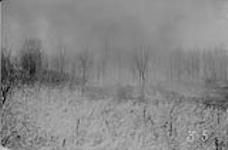 The fire in progress. The green scrub and poplar is fire killed but still standing [Land clearance]. 1919 1919