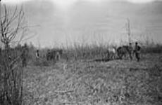 Clearing land. Tp. 83-21-5 [about 50 miles N.W. of Pelican Portage, Alta.]