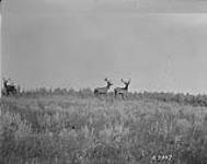 Elk in Buffalo Park Tp. 44-7-4 [Alta.] 1923