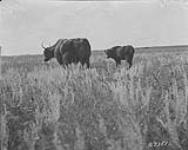 Yak cow and calf, Wainwright Park, Alta 1923