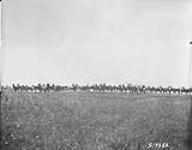 Elk herd 1923