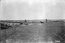 Sheep ranch, Sask. 12-23-3 [near Piapot] 1923