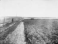 Sugar beets in the irrigated district, Alta