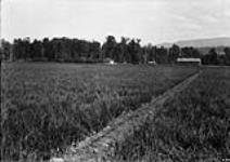 10 acres of onions, Kelowna, B.C 1900-1910