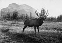 Elk in Banff Park, Alberta 1900-1910