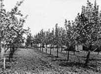 Bartlett Pear trees in bloom, Mr. W. Orr, Fruitland, Ont n.d.
