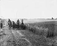 Harvesting in Alberta near Edmonton 1903-1914