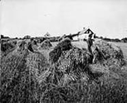 A Wheat Field near Clover Bar, Alta 1903-1914